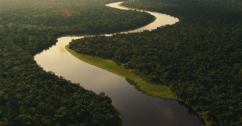 Why is Protecting the Congo Basin Rainforest So… | Bezos Earth Fund