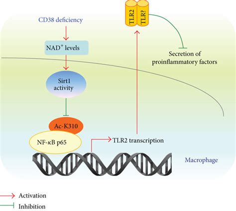 A Schematic Diagram Of The Mechanism By Which Cd Deficiency