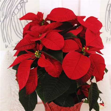 How To Grow And Care For Poinsettia Top Globe News