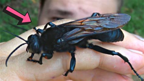 Gigantic Wasp Discovered In The Rainforest Sphex Ingens Youtube