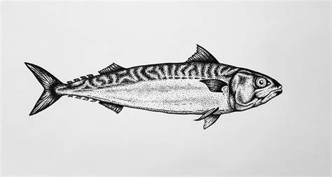 Mackerel Digital Illustration And Analog Sketch On Behance