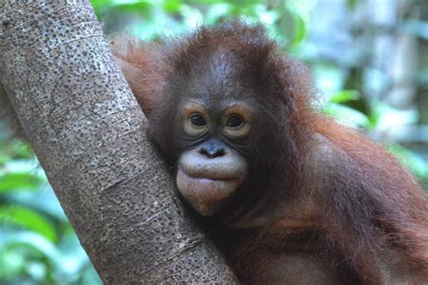 Adopt an orangutan - Save the Orangutan - UK