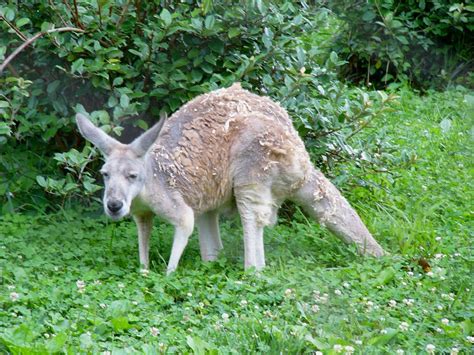 The Online Zoo - Western Grey Kangaroo