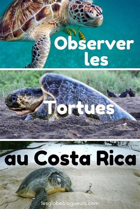 O Et Quand Observer Les Tortues Au Costa Rica Arribada Costa Rica