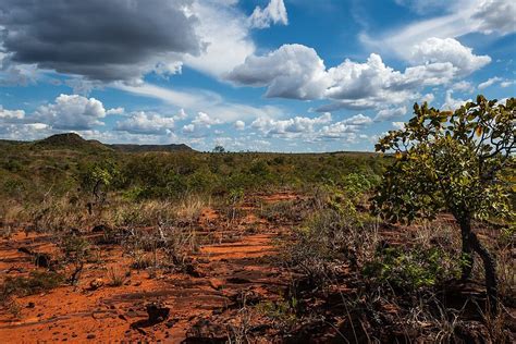 The Cerrado: South America's Mosaic of Biodiversity | LAC Geo