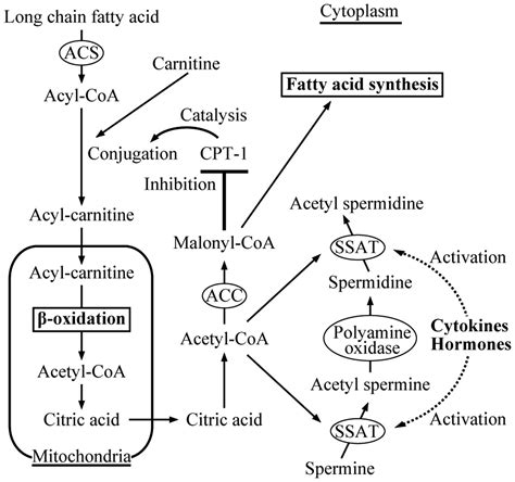 Malonyl Coenzyme A; Malonyl CoA