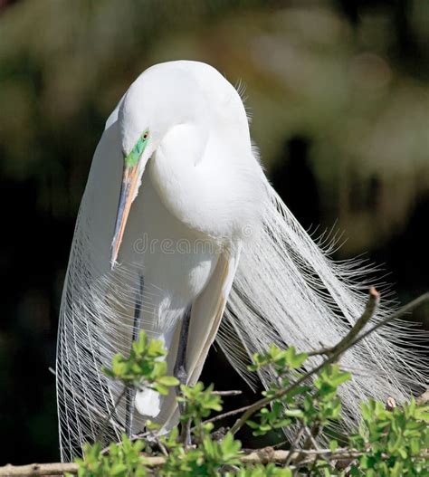 Great White Egret with Feathers Blowing Stock Photo - Image of sshaped ...