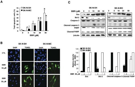 Effect Of Berberine Bbr On Apoptosis And Expression Of Apoptotic