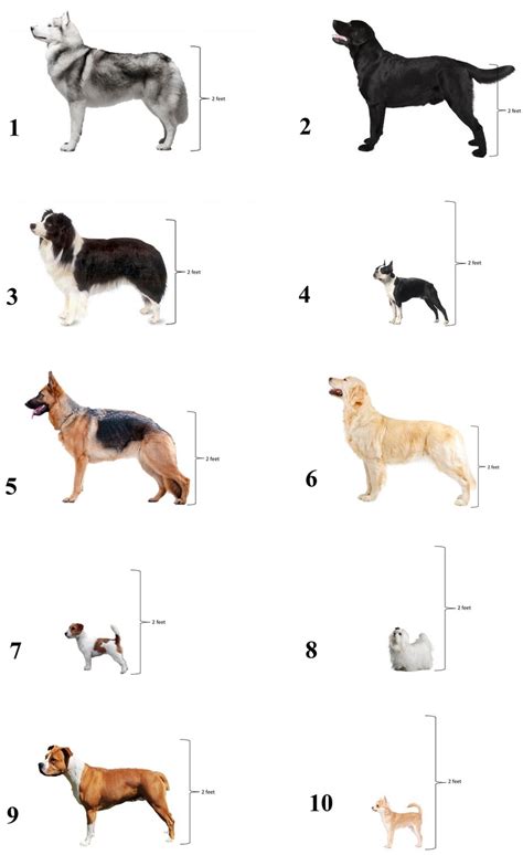 Types Of Dog Breeds With Pictures And Names - Infoupdate.org