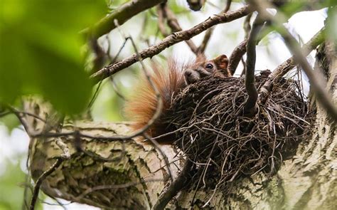 Squirrel Facts, Types, Diet, Lifespan, Habitat, Behavior