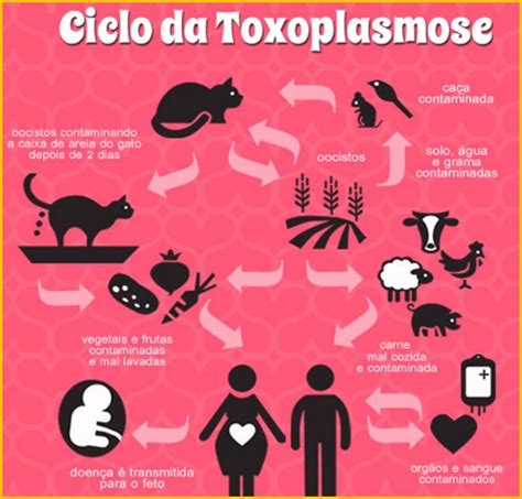Quais Os Sintomas Toxoplasmose - Sintomas De Toxoplasmose