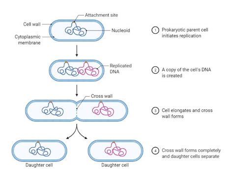 Prokaryotic Cell Division by Binary Fission