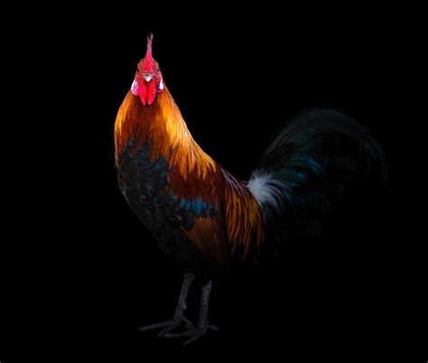 Chicken, Rooster, HD Wallpaper | Rare Gallery