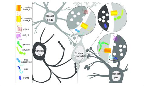 Specialization Of Inhibitory Gabaergic Synapse Subtypes Interneurons