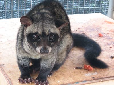 kopi luwak malaysia civet cat malaysia