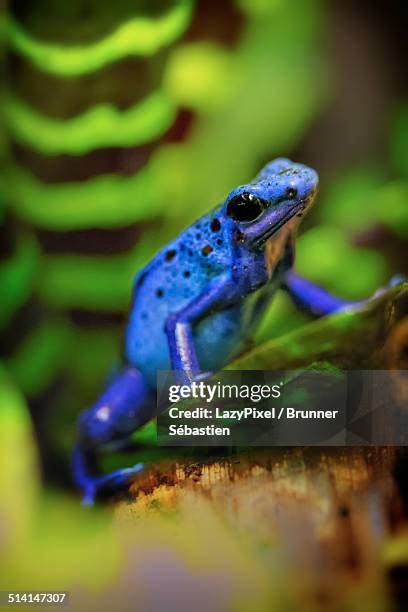 Blue Poison Dart Frog Wallpaper