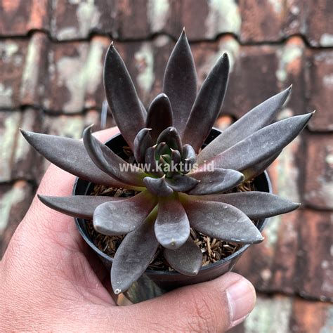 Echeveria Plants For Sale Kaktus Id Source Quality Cactus