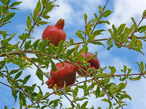 granado granadas magrana Fruta otoño huerta árbol sano Piqsels