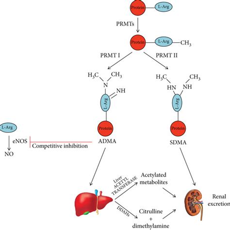 Graphical Representation Of The Metabolic Pathways And Functions Of