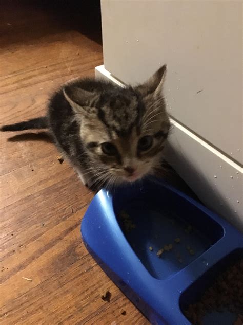 The stray in my back yard had kittens. Meet Blue. : r/aww