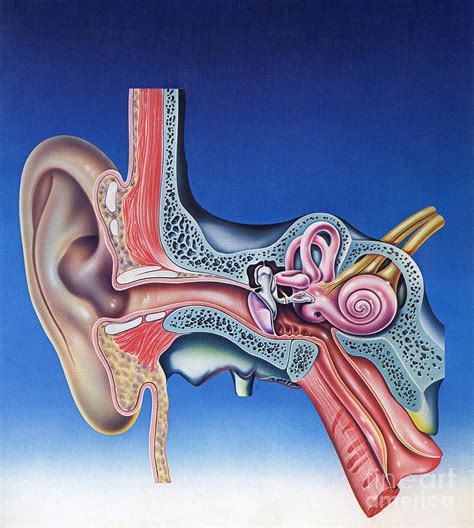 Human Ear Photograph By John Bavosi Science Photo Library Fine Art