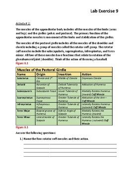 A P I Lab Exercise Appendicular Muscles Student Version Tpt