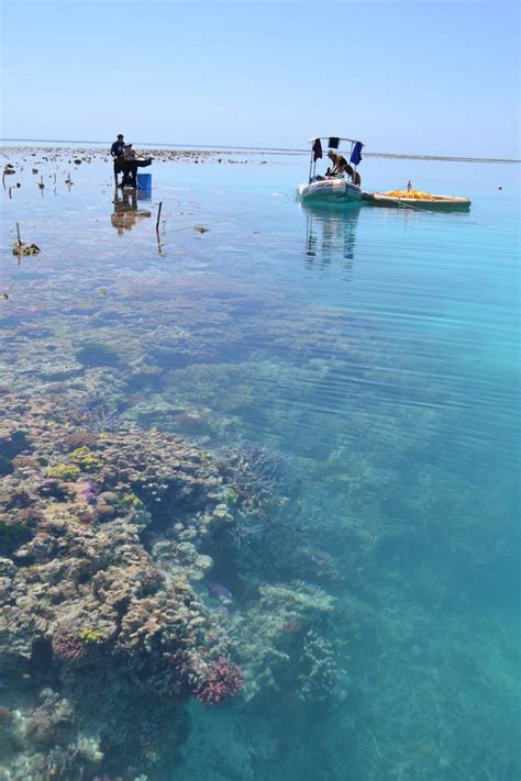 Ocean Acidification Already Slowing Coral Ree Eurekalert