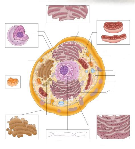 Body Structures And Functions Chapter 3 Cell Labeling Diagram Quizlet