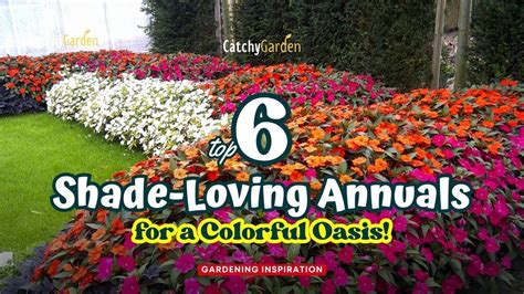 Top 6 Shade Loving Annuals For A Colorful Oasis 🌺💐🌷 Gardening Ideas Youtube