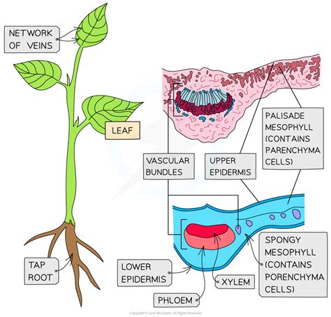 Cie A Level Biology Plant Transverse Sections