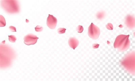 Free Vector Sakura Flying Petals On Transparent Background