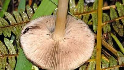 Entoloma Sericatum The Ultimate Mushroom Guide