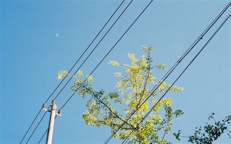 Tree Branches Touching Power Lines Green Vista Tree Care