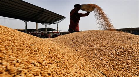 Centre Eases Wheat Procurement Norms For Madhya Pradesh India News