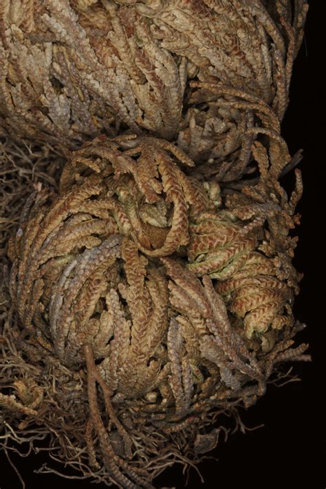 Selaginella lepidophylla | Ferns and Lycophytes of the World