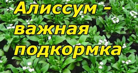Алисиум цветы фото и размер, выращивание алиссума из семян в домашних ...