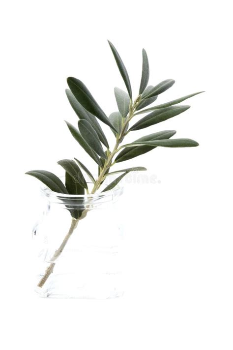 Olive branch. peace symbol stock image. Image of cocktail - 1792471