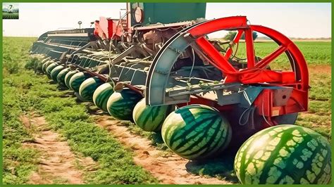 How To Produce And Harvest 100 Million Tons Of Watermelons Modern