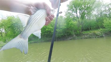 Insane Texas White Bass Frenzy Youtube