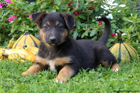 Labrador German Shepherd Mix Full Grown