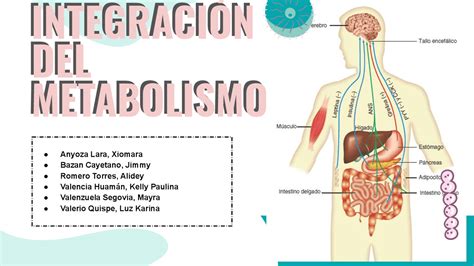 Integracion En El Metabolismo Del Ser Humano Diapositivas De Bioquímica Médica Docsity