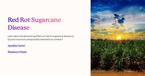 Red Rot Sugarcane Disease