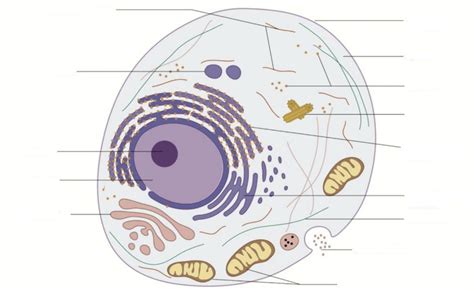 Ultrastructure Of Eukaryotic Cells Diagram Quizlet