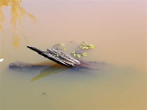 Japanese-inspired Water Log with Plant Growth