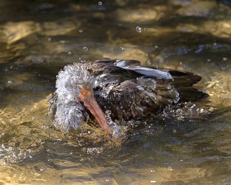 Brown Ibis Bird Florida Washing Stock Photo - Image of harmony, bill ...