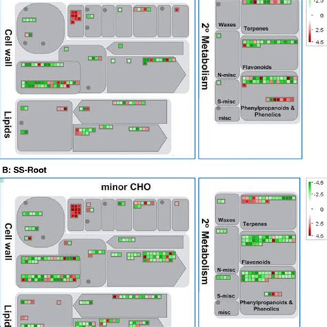 The Regulations Of Carbohydrate Metabolism In Soybean Roots Under