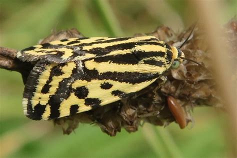 Réf 327636 INSECTA Lepidoptera Noctuidae Acontia Emmelia