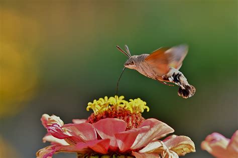 Hummingbird Hawk Ngengat Foto Gratis Di Pixabay Pixabay