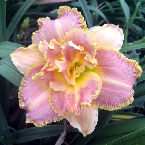 Daylily bulb seeds, daylily rhizomes, professional planting balcony