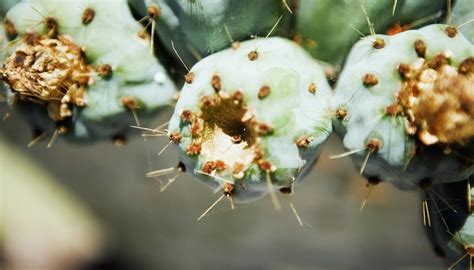 The Difference Between Desert Plants & Rainforest Plants | Sciencing